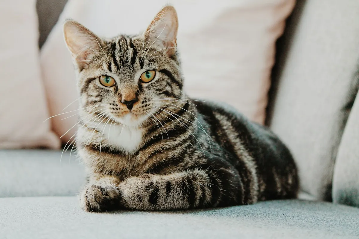 A real cat portrait framed as a square avatar.